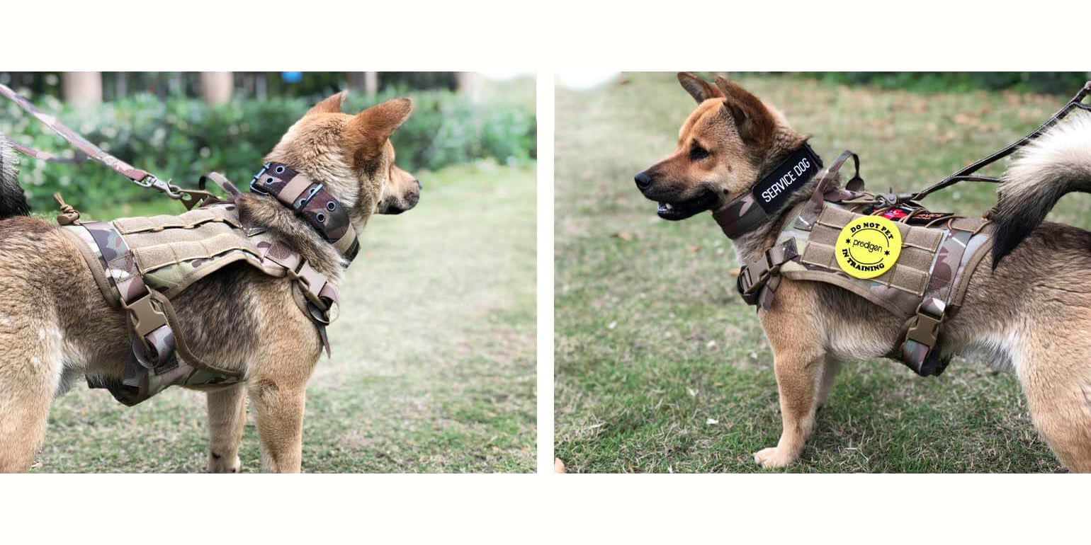What Type of Tactical Gear is Best For Your Dog?